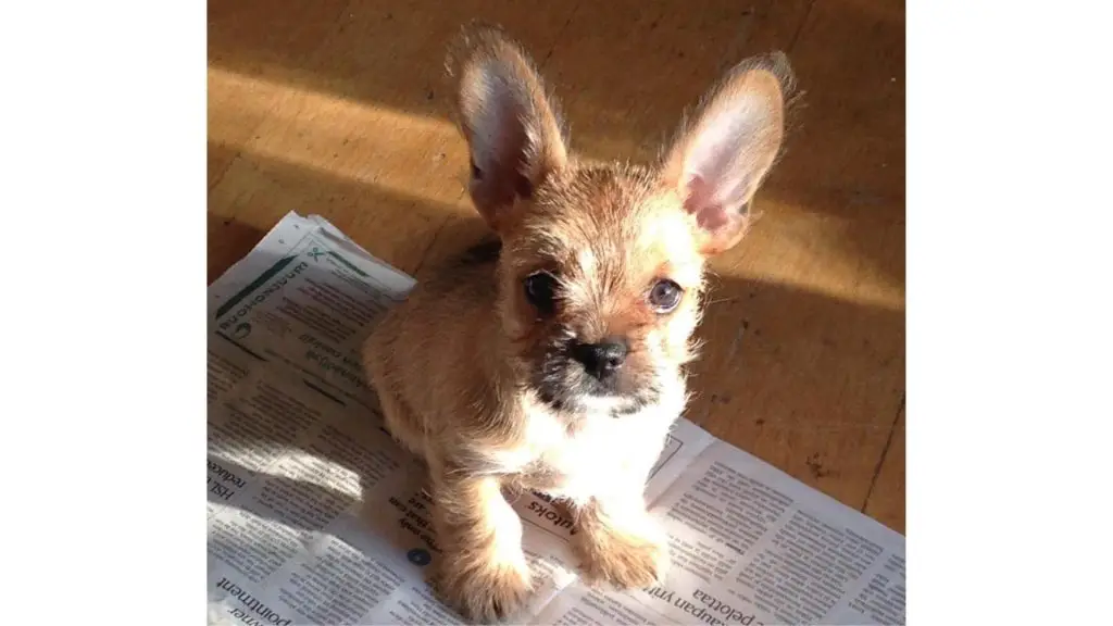 French Bulldog Yorkie Mix puppy