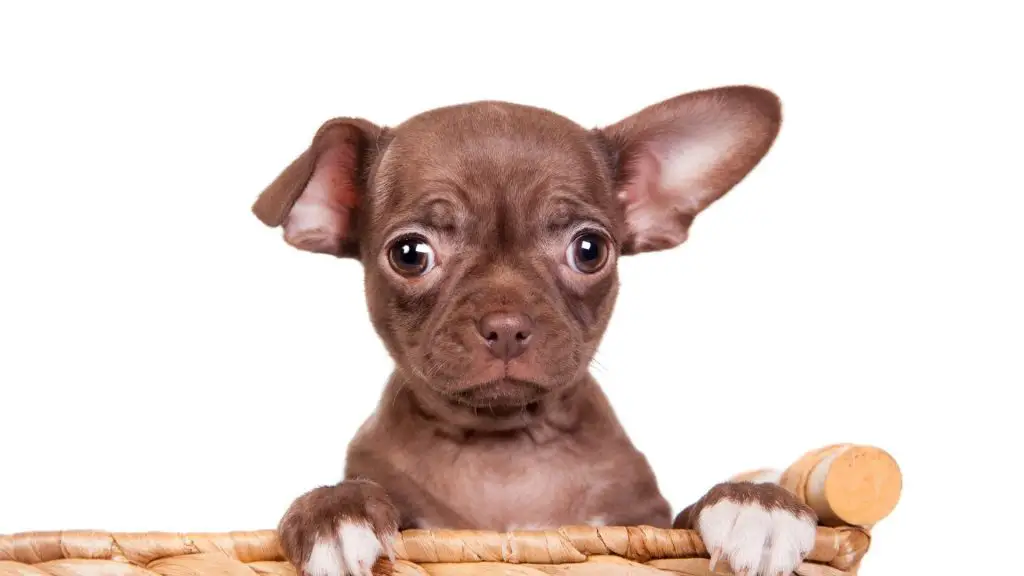 chocolate chihuahua puppy