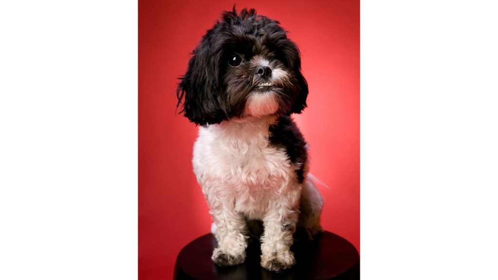 shih tzu on stool