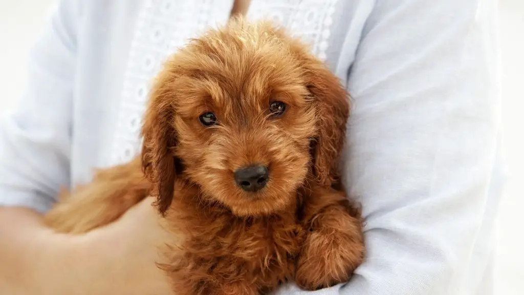 dark apricot colored dog