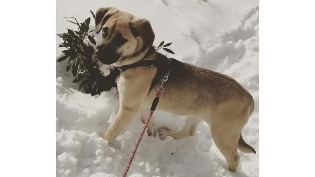 Cane Corso Husky Mix puppy