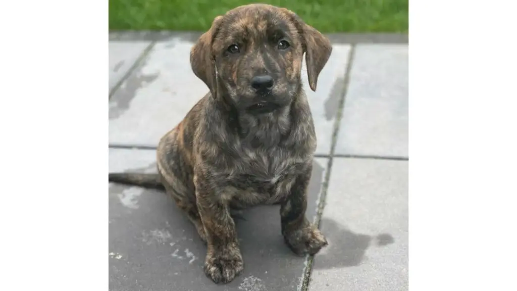 Rhodesian Ridgeback Lab mix puppy