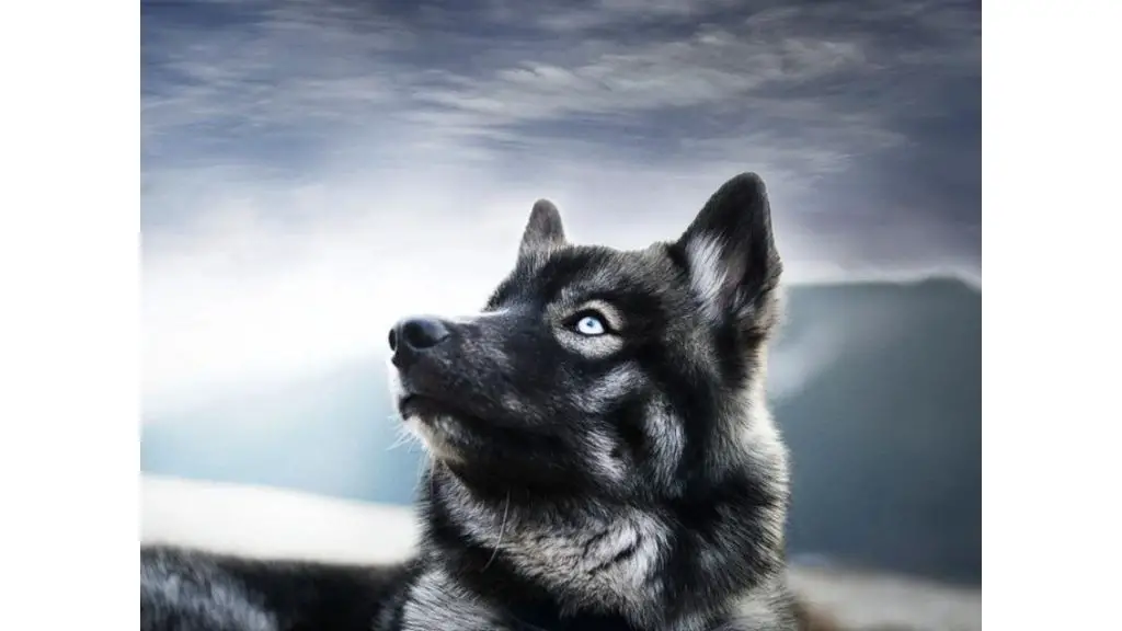 Agouti Husky looking at sky