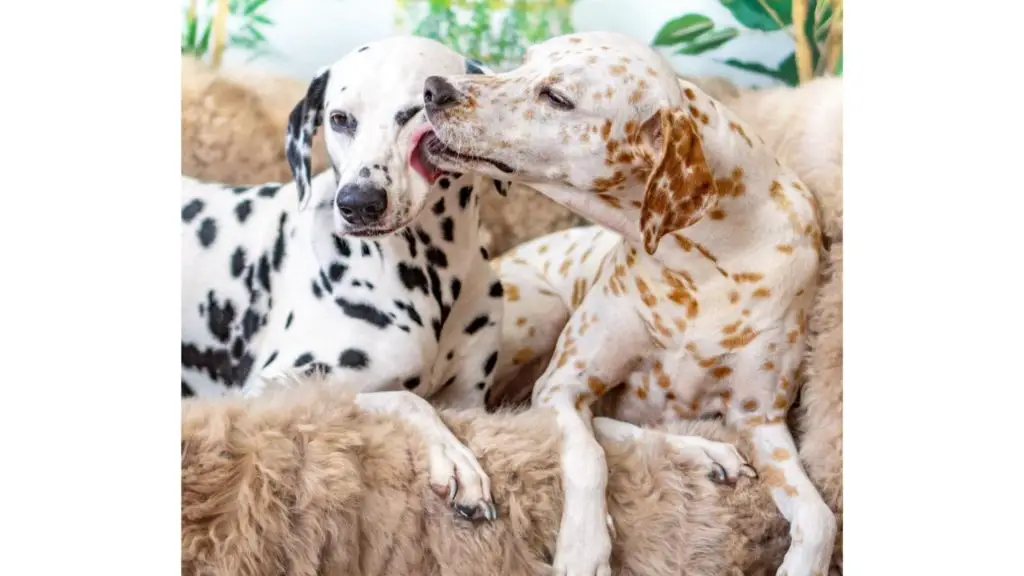 black and Lemon Dalmatian