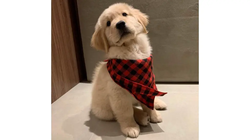 Short Haired Golden Retriever puppy