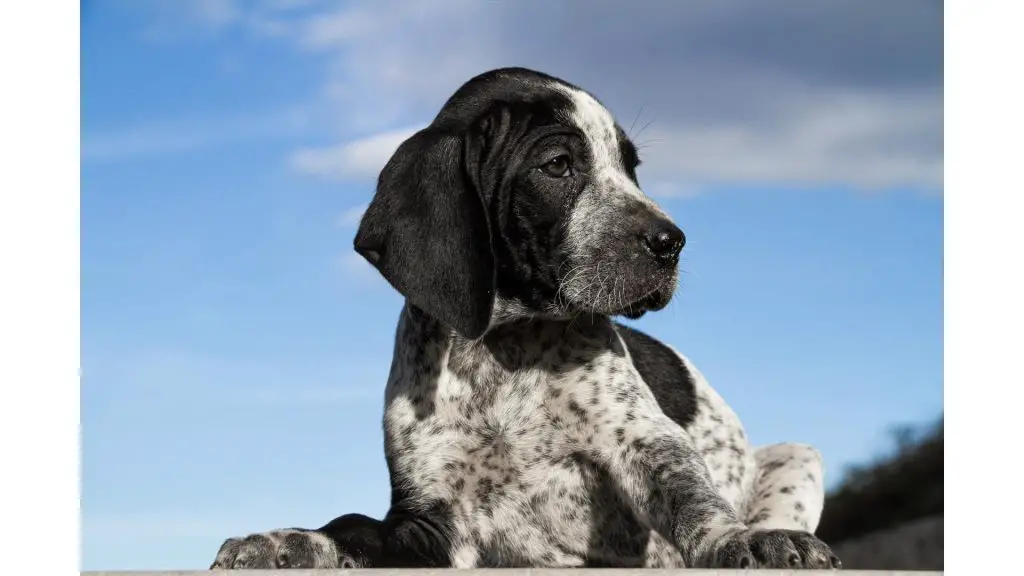 Black German Shorthaired Pointer puppy