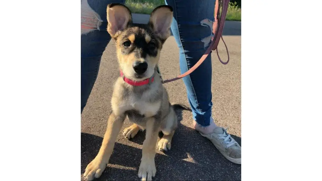 German Shepherd Malamute Mix puppy