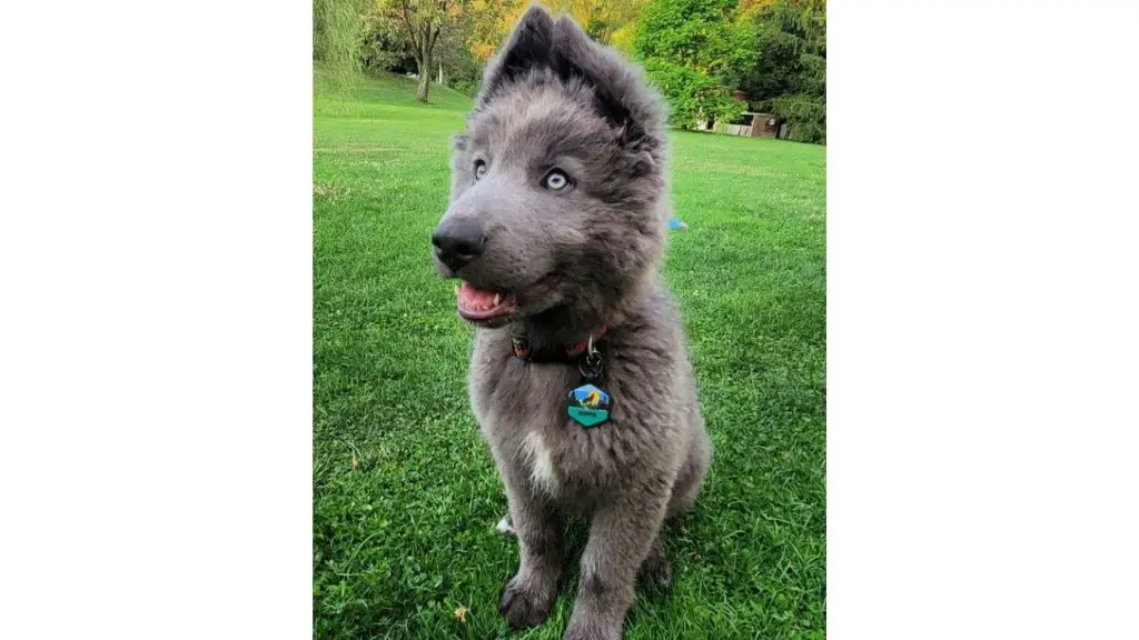 Blue Bay Shepherd puppy