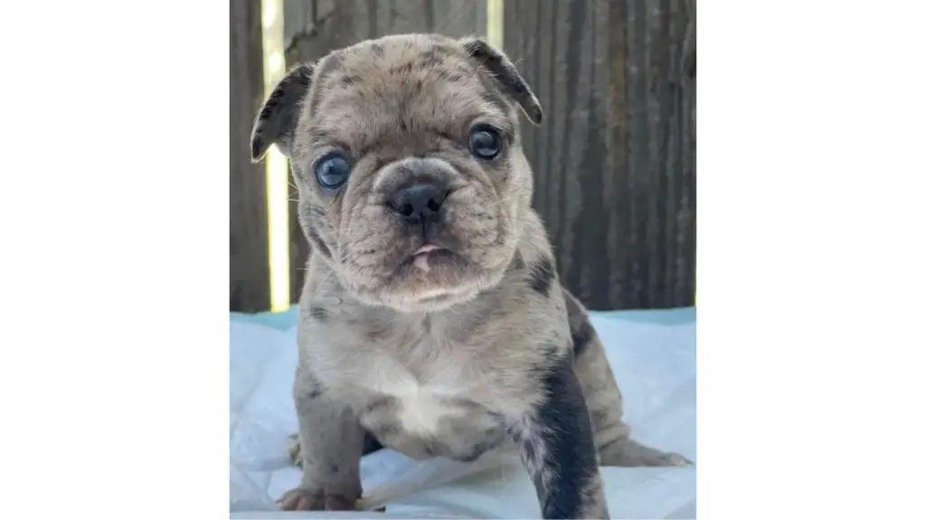 blue merle french bulldog puppy