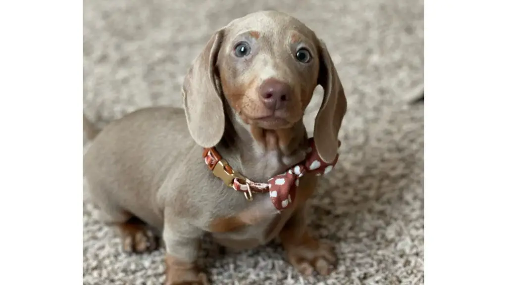 Isabella Dachshund on carpet