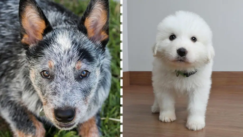 Great Pyrenees & Blue Heeler Mix