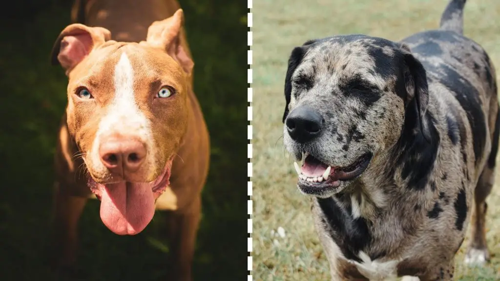 pitbull and catahoula dog