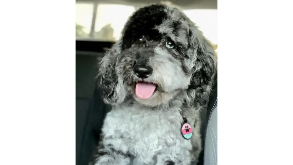 Blue Merle Aussiedoodle in car