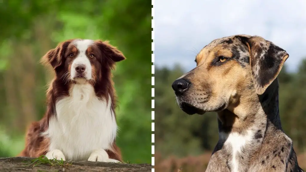 catahoula mixed with aussie