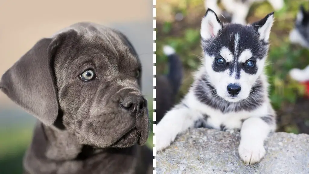 husky and cane corso puppies