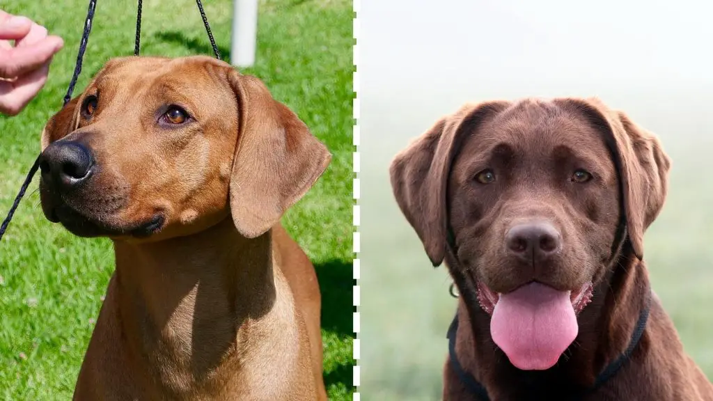 Rhodesian Ridgeback x Lab