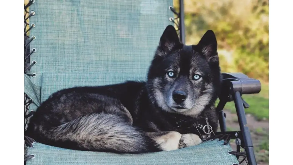 black dog on chair