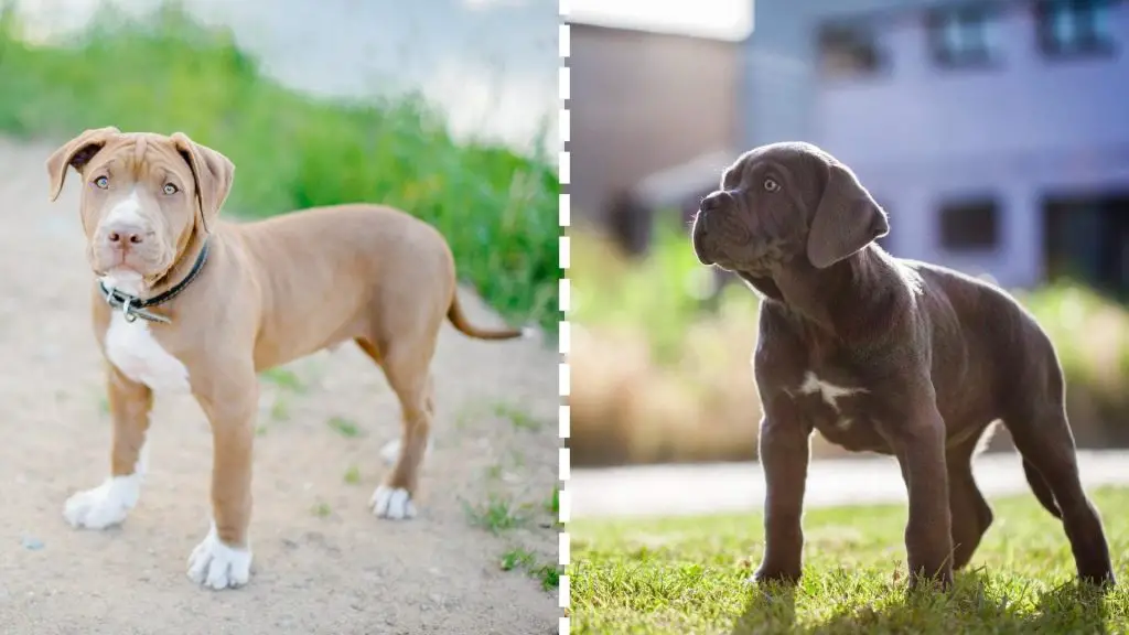 Cane Corso Pitbull Mix puppies