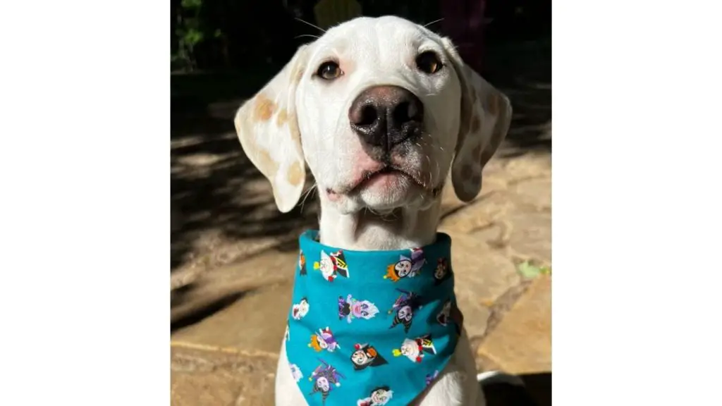 dog wearing a bib