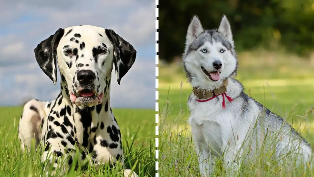 husky x dalmatian