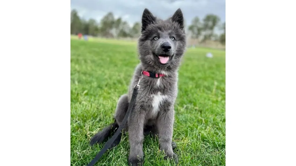 Blue Bay Shepherd puppy outside