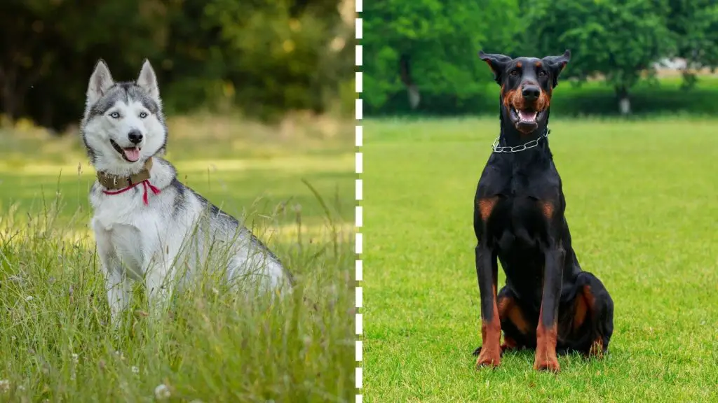 doberman and husky dogs