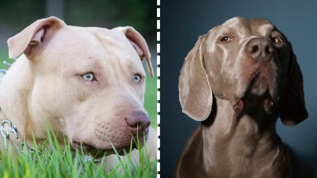 pit and weimaraner