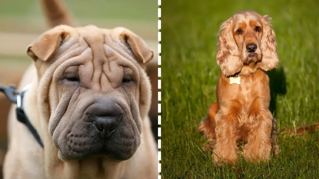 spaniel x shar pei