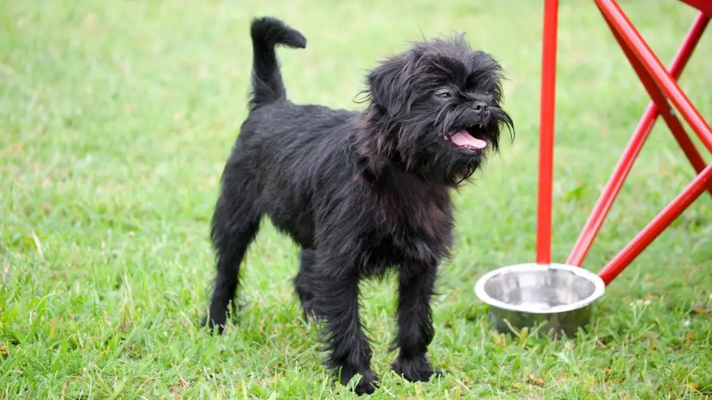 Affenpinscher - small dog with wiry hair