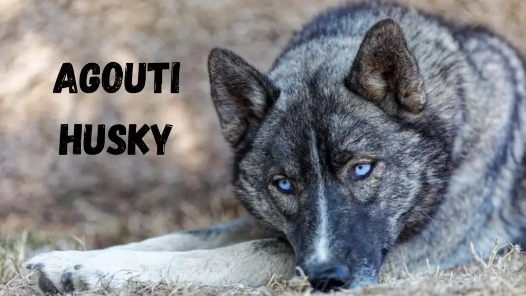 Agouti Husky