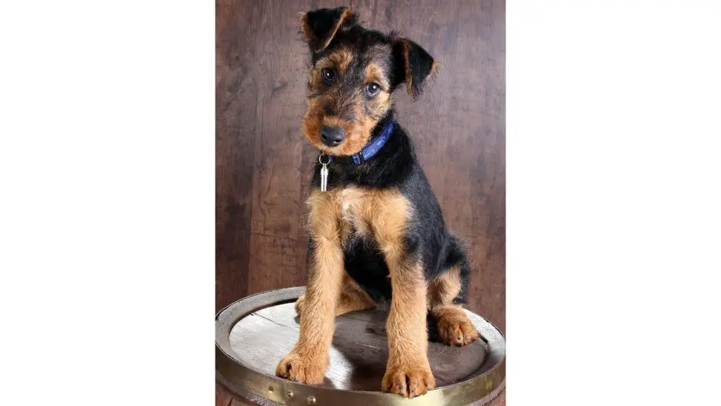 Airedale