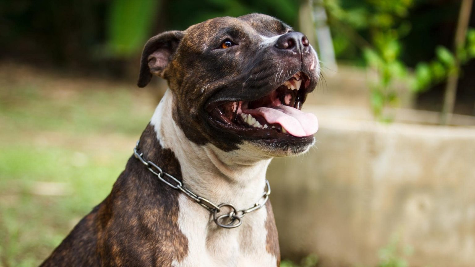Belgian Malinois Pitbull Mix (AKA The Belgian Pitbull) Full Guide