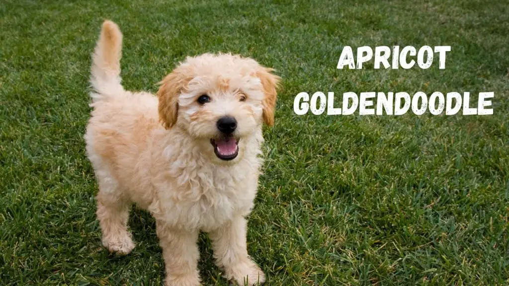 Apricot Goldendoodle