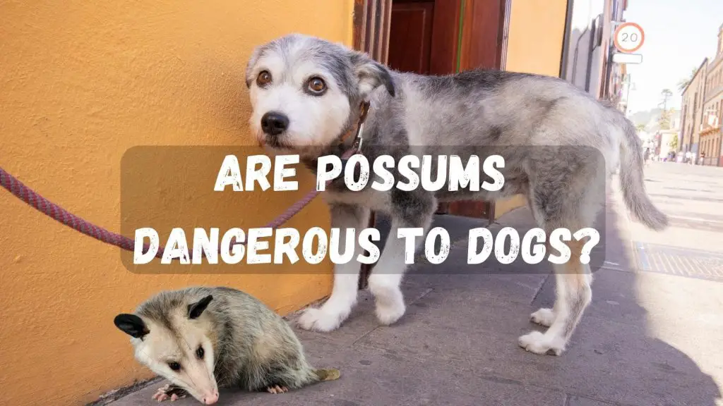 Are Possums Dangerous To Dogs