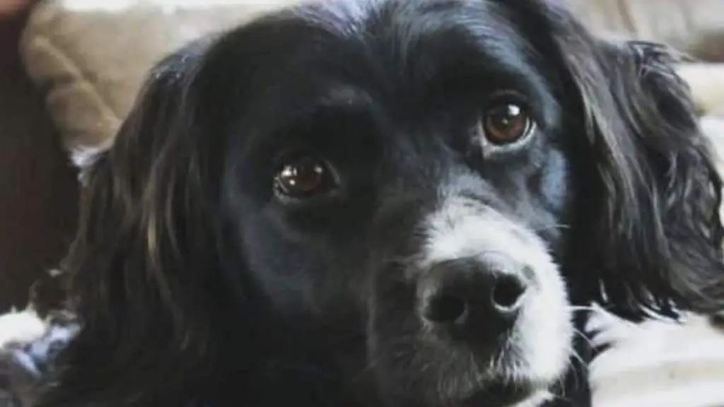 Black Cocker Spaniel Pitbull Mix