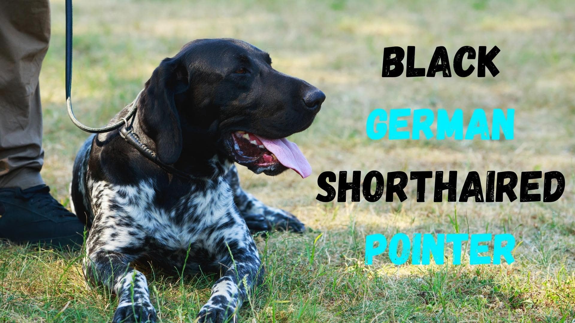 Black German Shorthaired Pointer