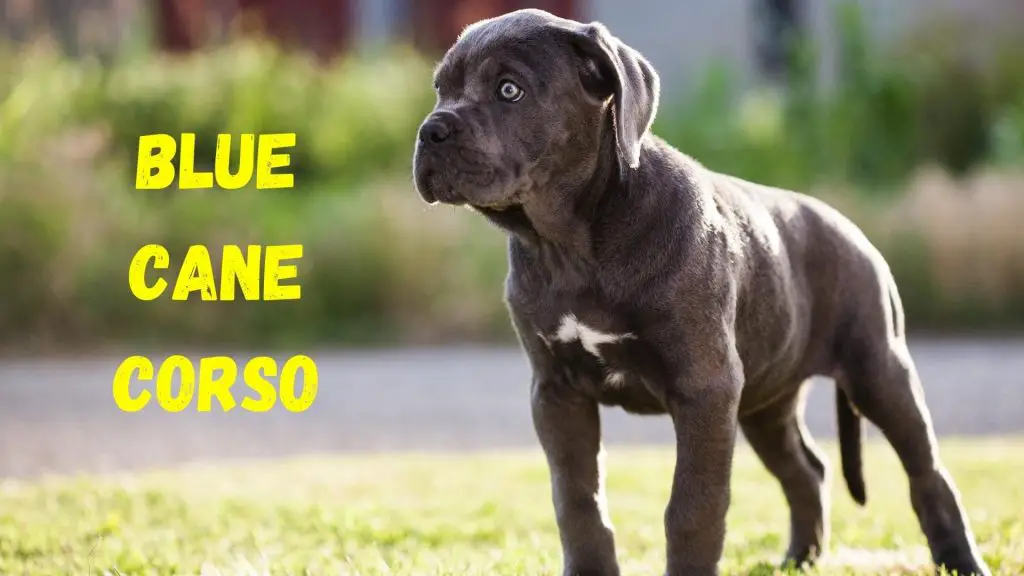 blue cane corso