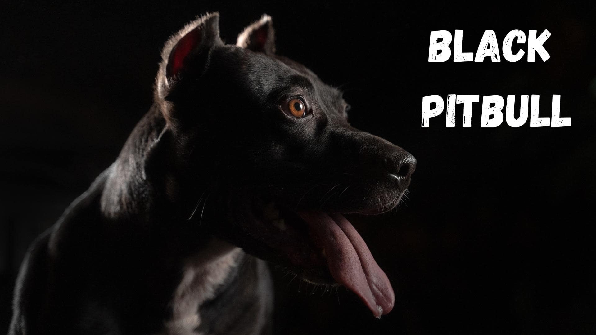 Black Pitbull