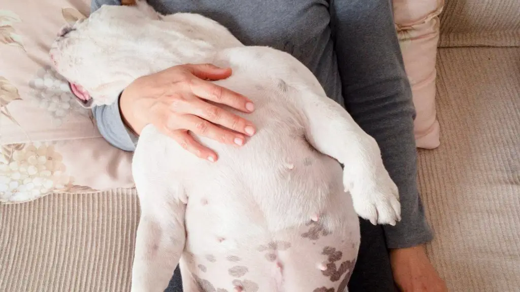 Black spots On dog nipples