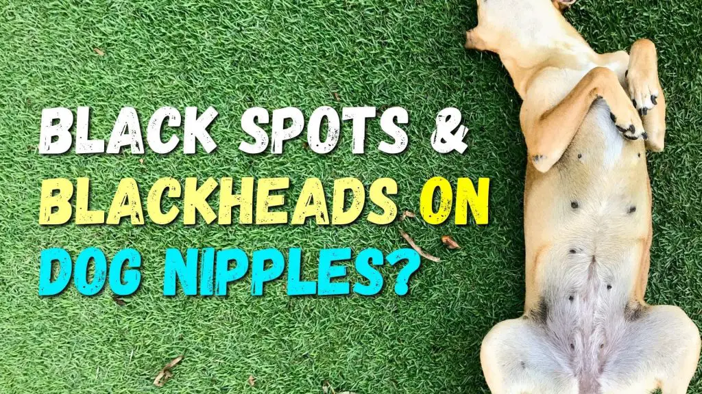 Blackheads On Dog Nipples