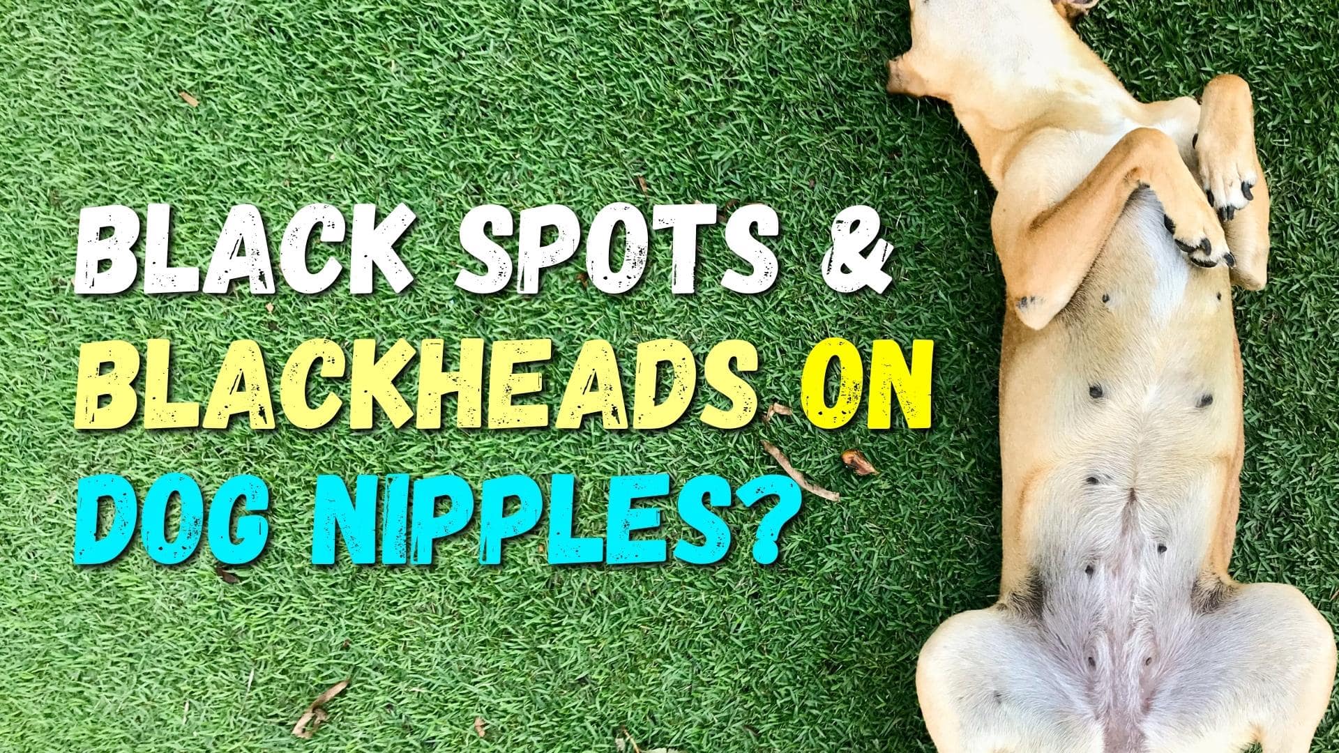 Black Spots & Blackheads On Dog Nipples? (Dangers + Tips)