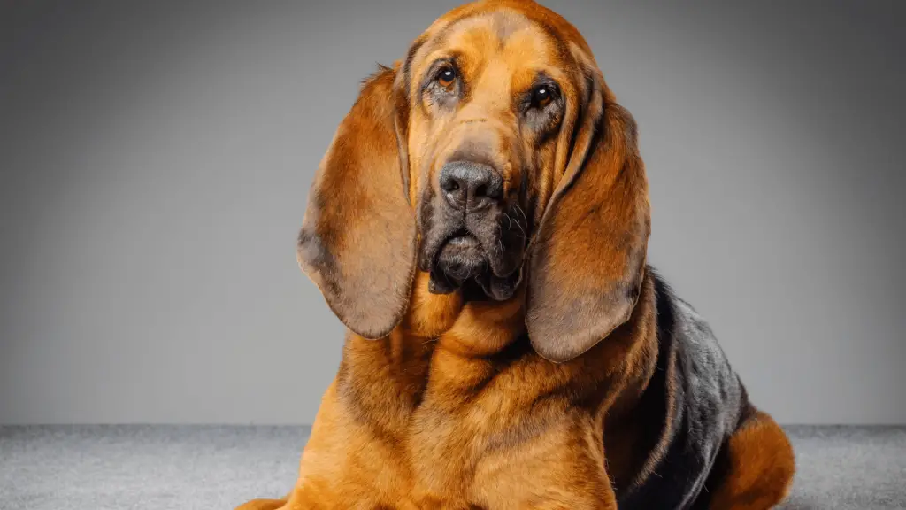 Bloodhound