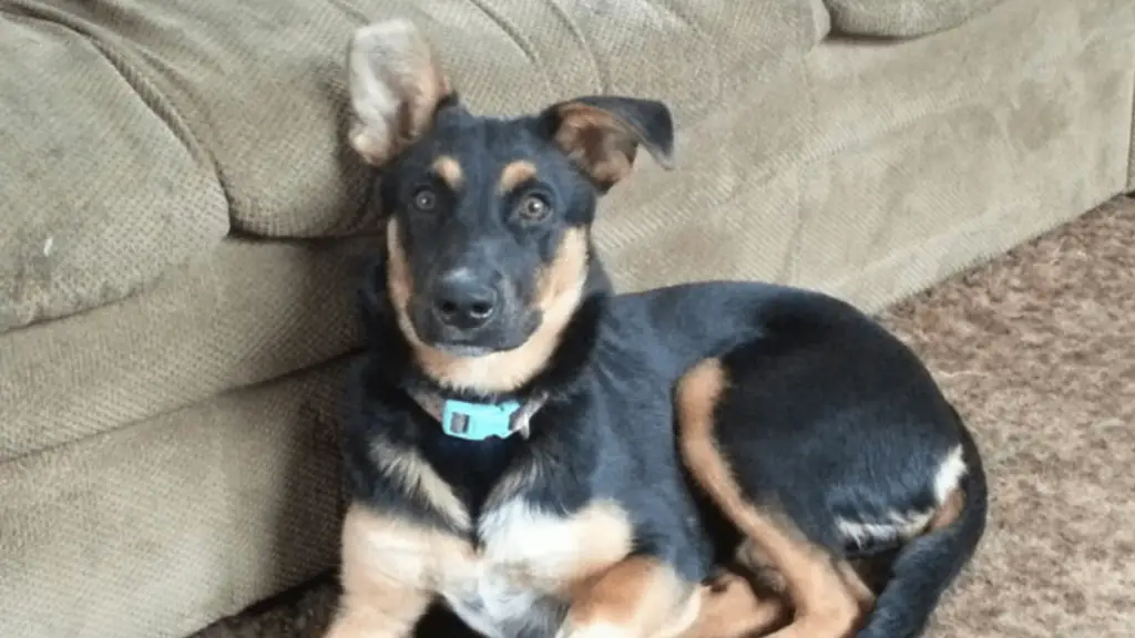 Blue Heeler Rottweiler Mix