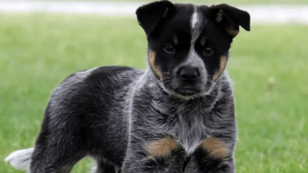 Blue Heeler Rottweiler Mix Puppy