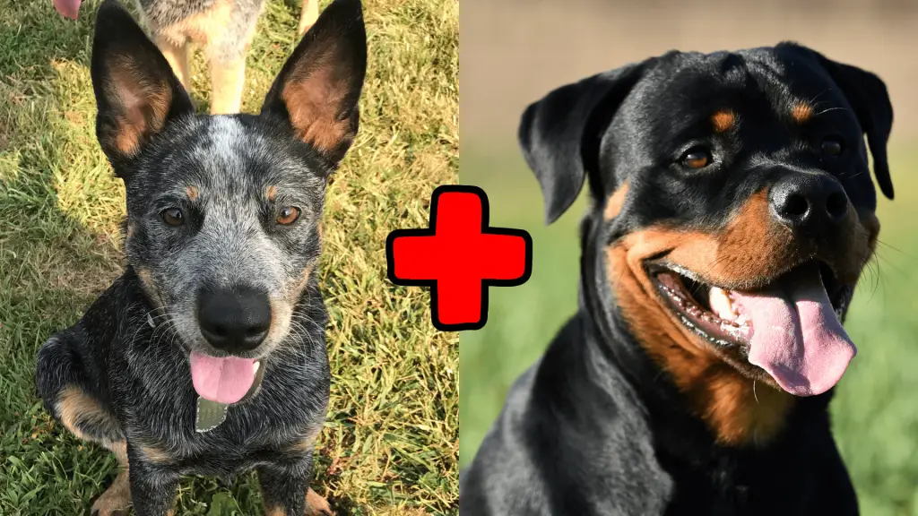 Blue Heeler Rottweiler Mix