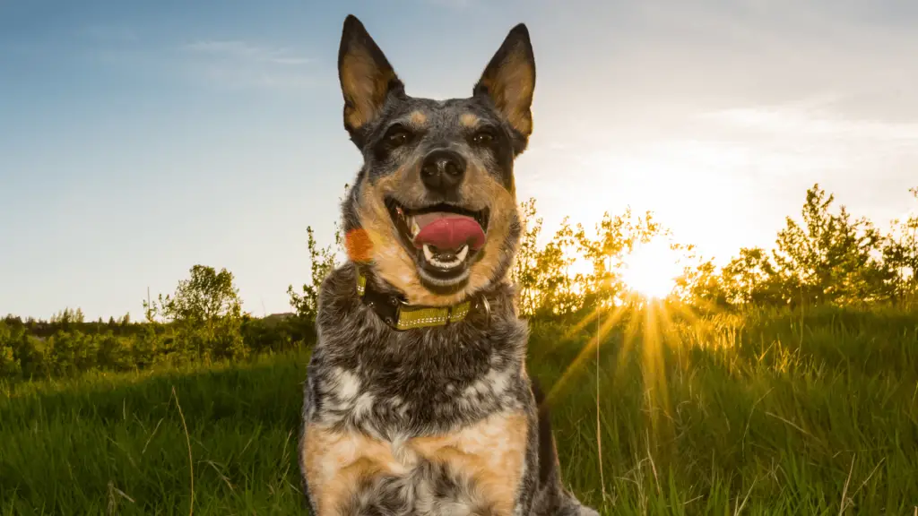 Blue Heeler