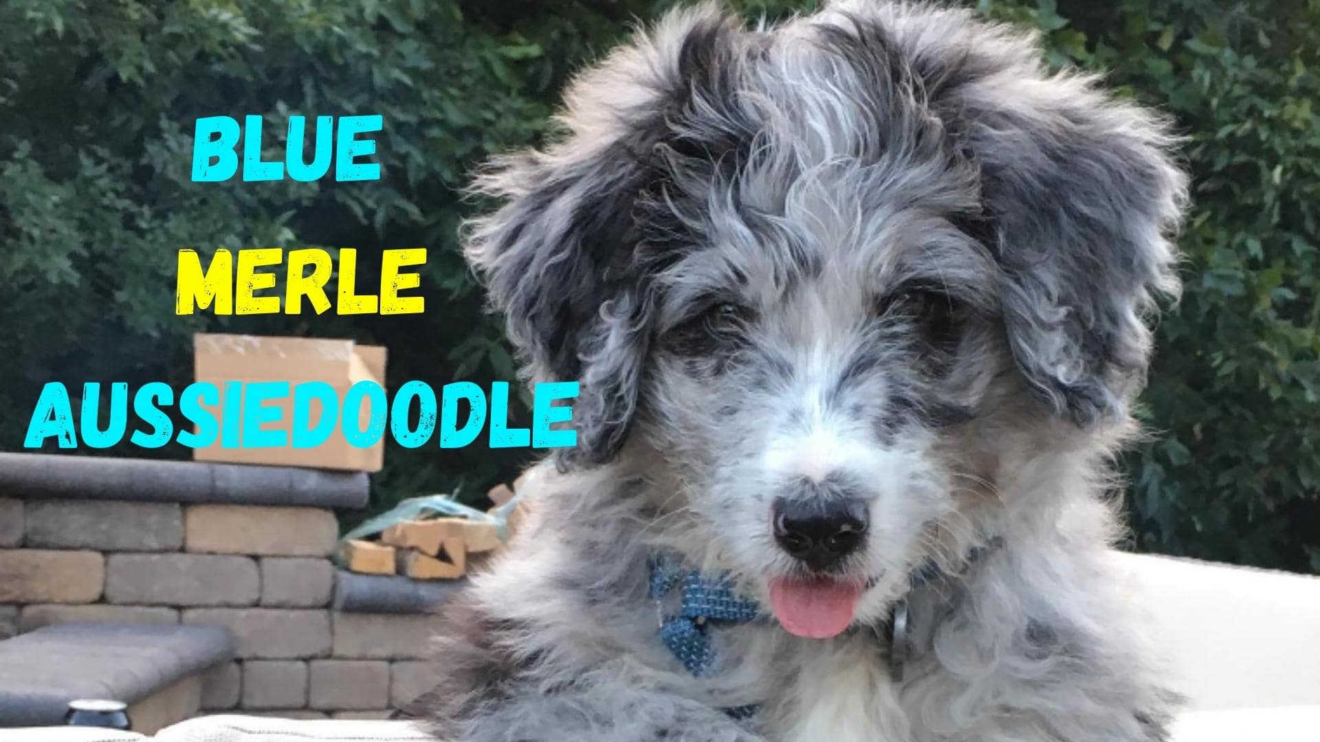 Blue Merle Aussiedoodle