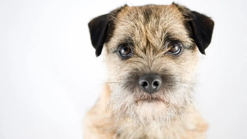 Border Terrier - small dog with wiry hair