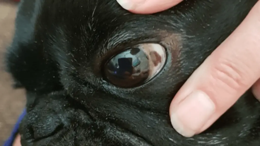 Brown Pigment In White Of Dog’s Eye: Is It Pigmentary Keratitis?