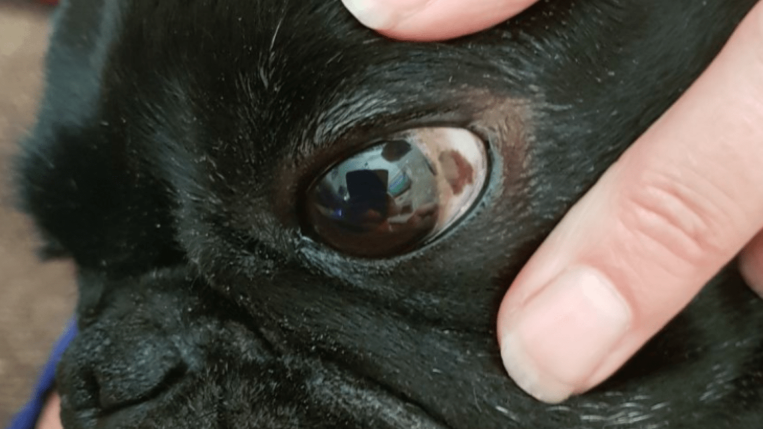 What Are The Brown Spots On My Dog's Eyes at Marvin Wolbert blog